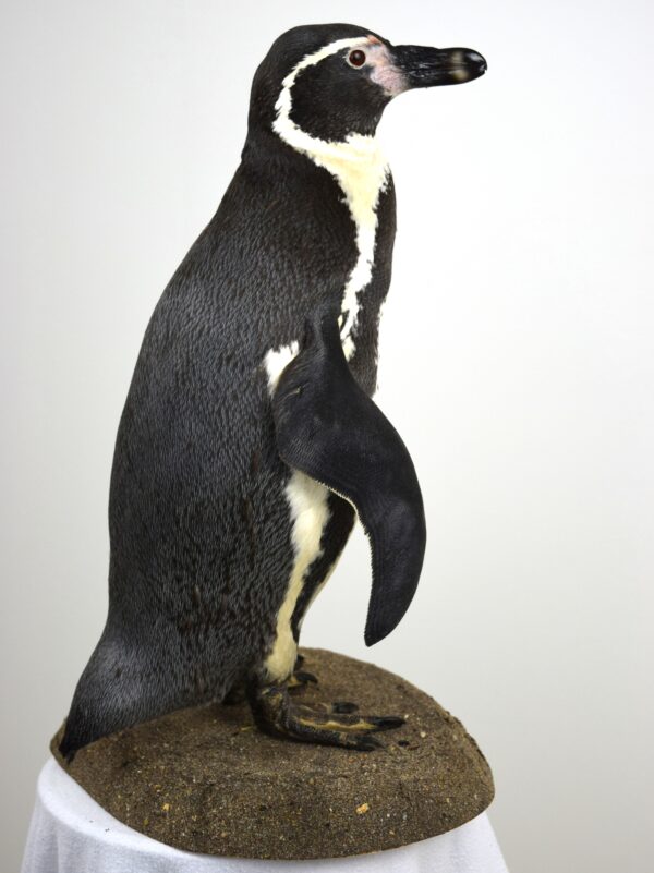 Humboldt Penguin - Image 5