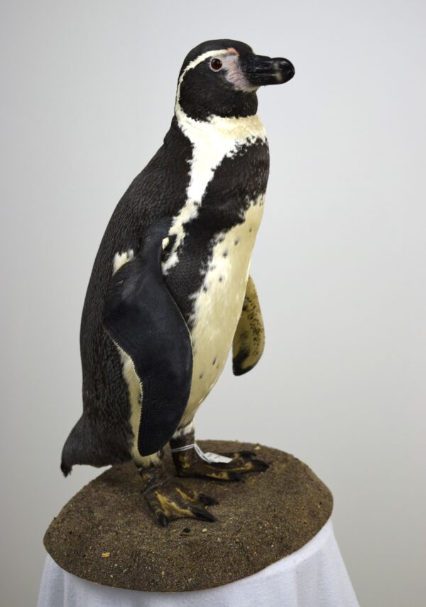 Humboldt Penguin - Image 6