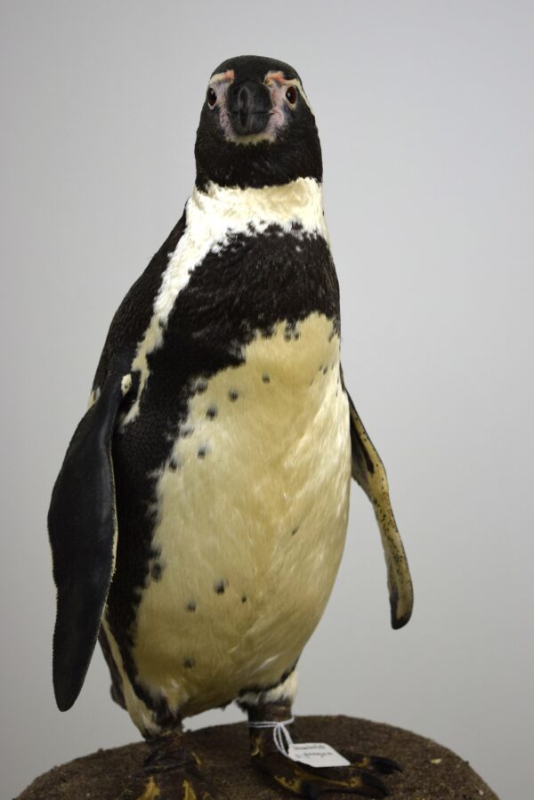 Humboldt Penguin - Image 7