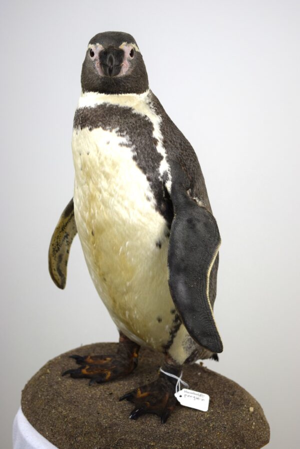 Humboldt Penguin