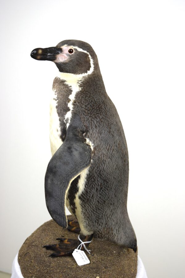 Humboldt Penguin - Image 2