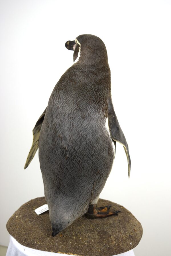 Humboldt Penguin - Image 3