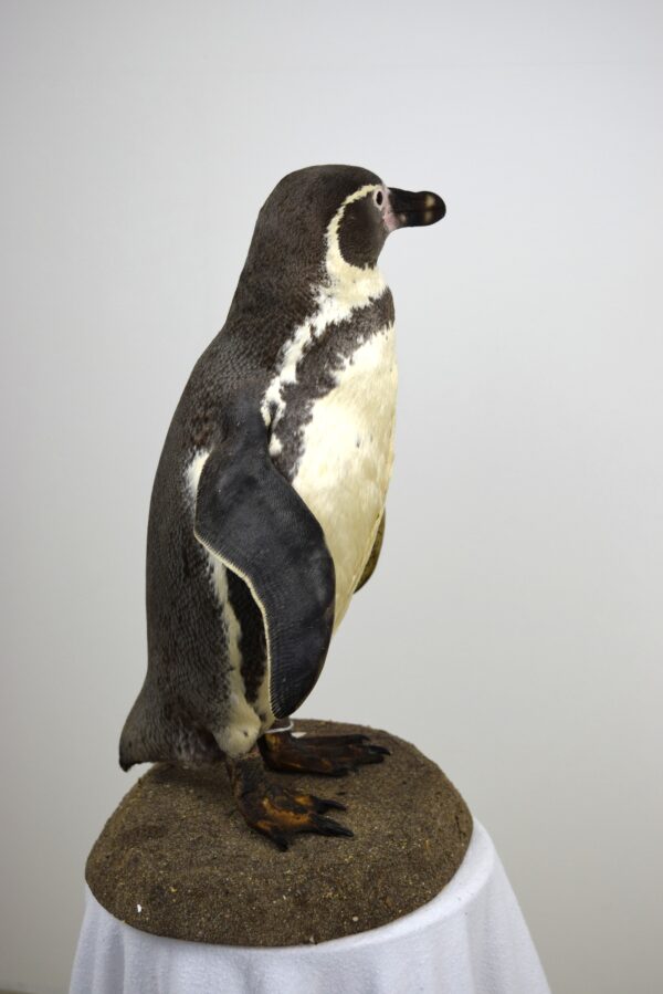 Humboldt Penguin - Image 5