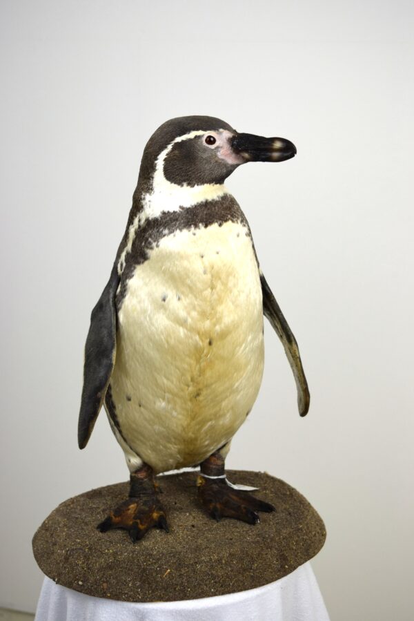 Humboldt Penguin - Image 4