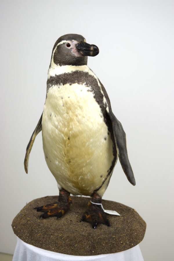 Humboldt Penguin - Image 6