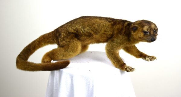 Kinkajou