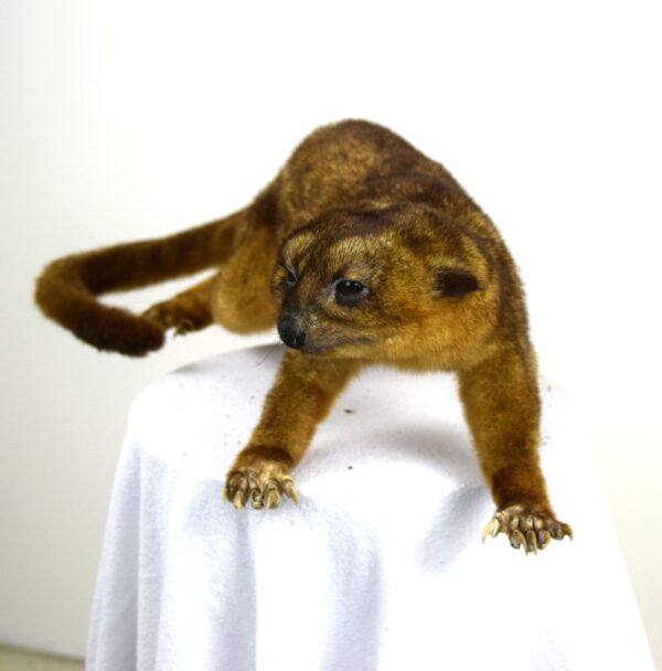 Kinkajou - Image 2