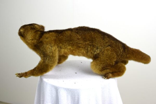 Kinkajou - Image 3