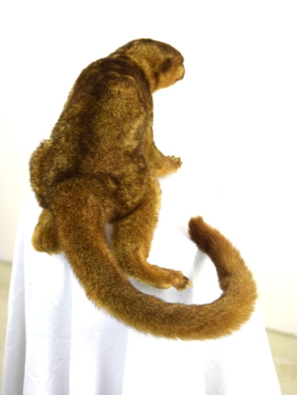 Kinkajou - Image 4