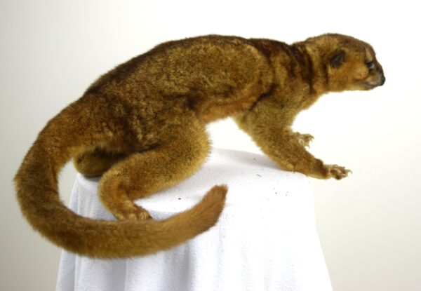 Kinkajou - Image 5