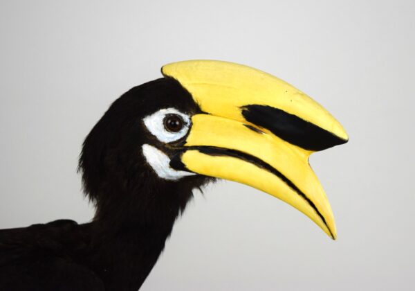 Oriental Pied Hornbill