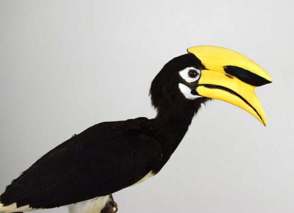 Oriental Pied Hornbill - Image 2