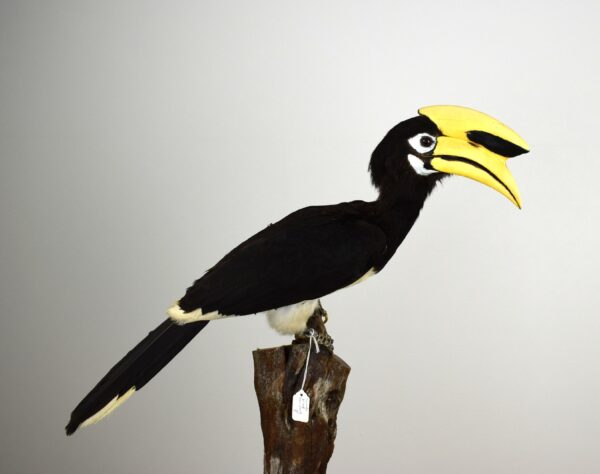 Oriental Pied Hornbill - Image 3