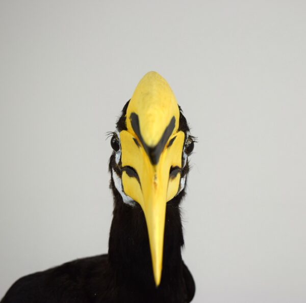 Oriental Pied Hornbill - Image 4