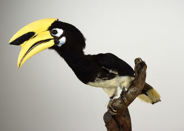 Oriental Pied Hornbill - Image 5