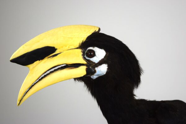 Oriental Pied Hornbill - Image 6