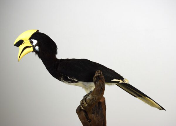 Oriental Pied Hornbill - Image 7