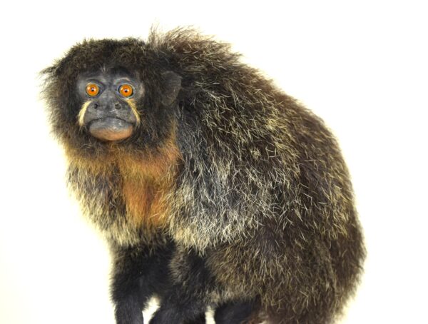 White-Faced Saki - Image 2