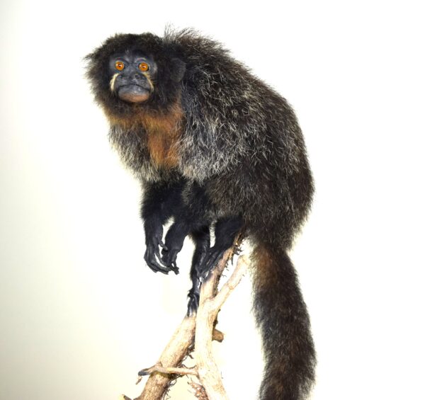 White-Faced Saki - Image 3