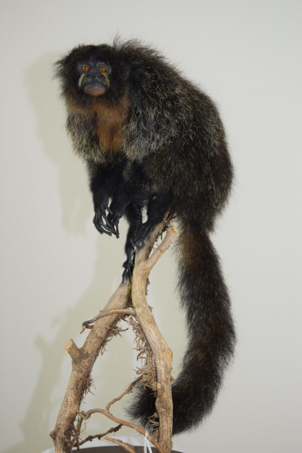 White-Faced Saki - Image 4