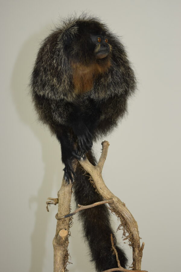 White-Faced Saki - Image 7