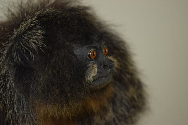 White-Faced Saki - Image 8