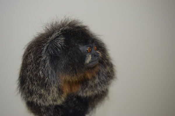 White-Faced Saki - Image 9