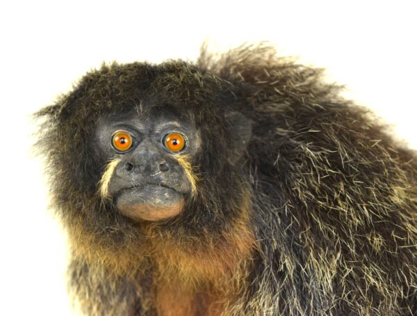 White-Faced Saki